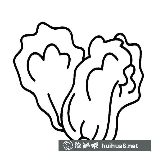 两颗白菜蔬菜简笔画步骤图片大全