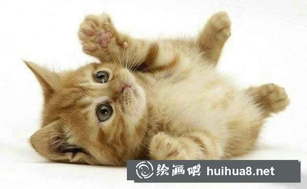 关于猫咪的饮食须知