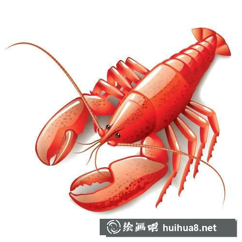龙虾图片