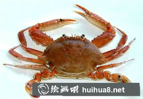 螃蟹衍生小知识