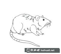 趣味长尾巴老鼠简笔画图集
