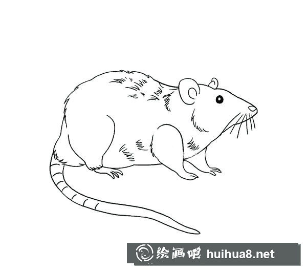 可爱的小猫简笔画1