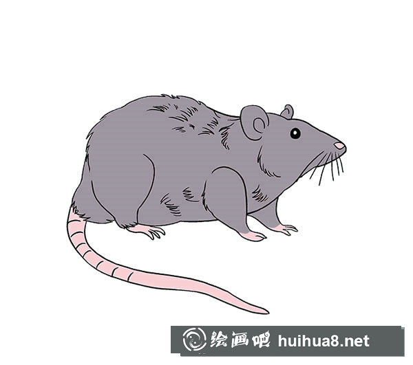 可爱的小猫简笔画2