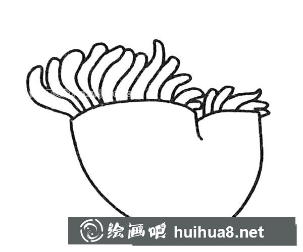 卡通海葵简笔画