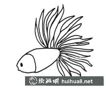 孔雀鱼简笔画6款美图欣赏