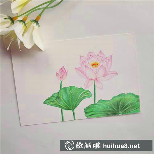 荷花