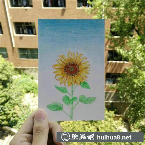 向日葵