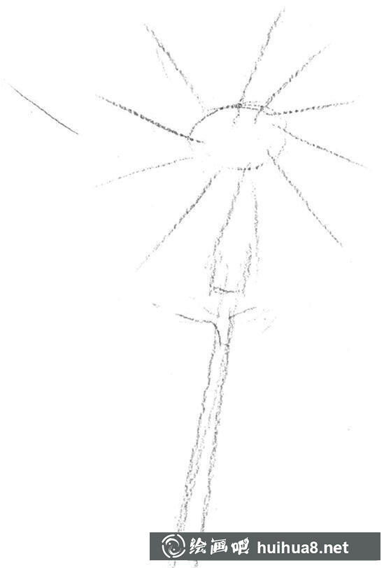 蒲公英内部线条