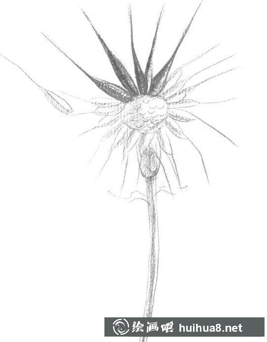 蒲公英花芯细节