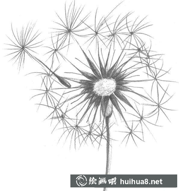 蒲公英花瓣