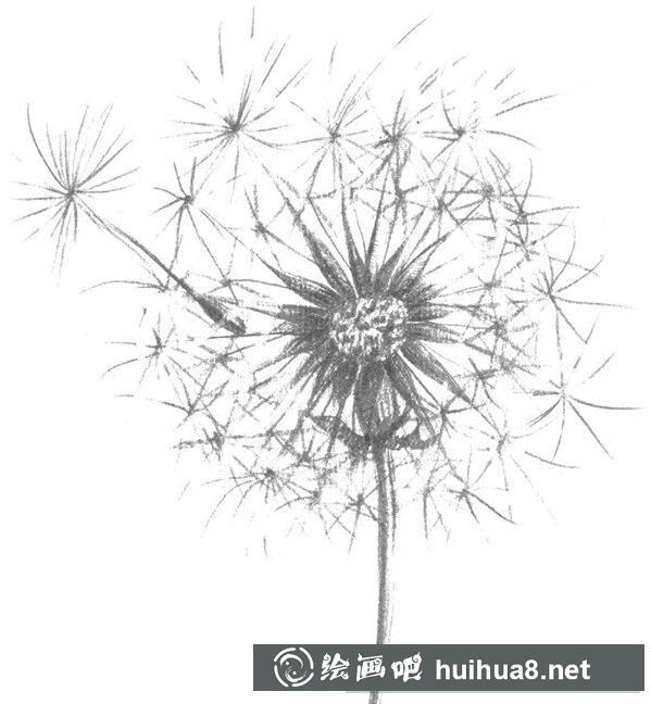 蒲公英整体调整