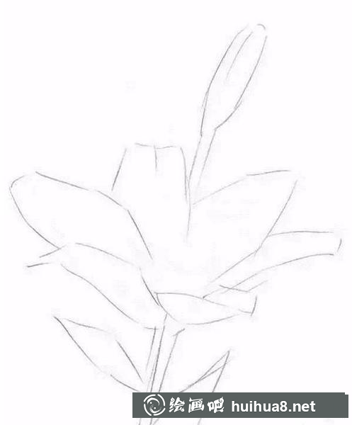 百合花轮廓