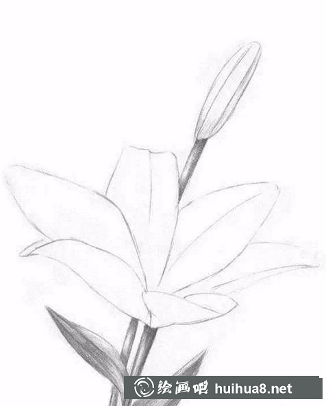 百合花轮廓线