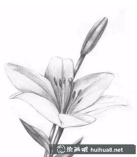 百合花暗部