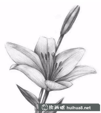 百合花完成图