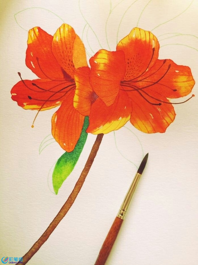 水彩画杜鹃花 水彩画杜鹃花