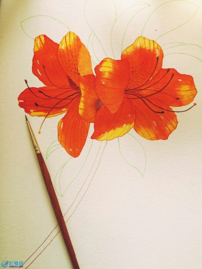 水彩画杜鹃花 水彩画杜鹃花