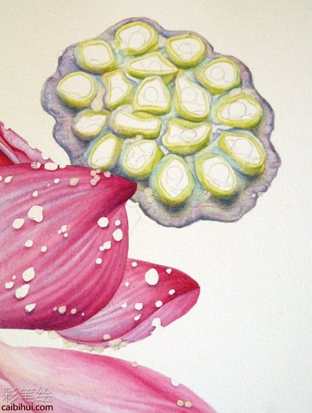 彩铅画荷花