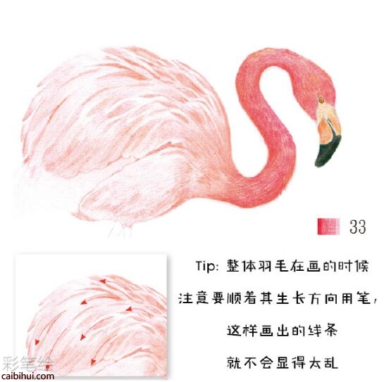 火烈鸟彩铅教程