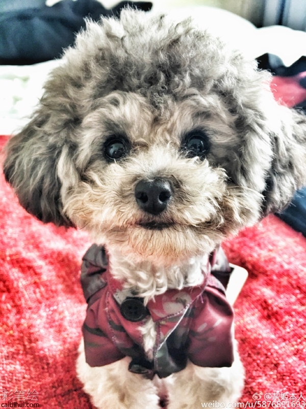 小兔子怎么用彩铅画