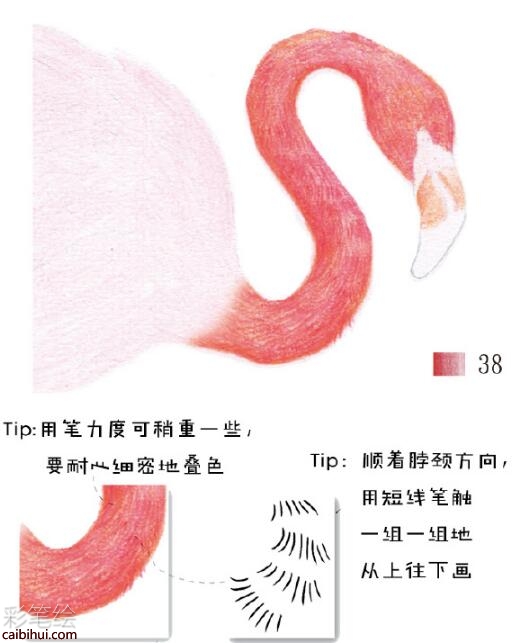 火烈鸟彩铅教程