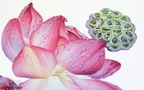 彩铅画荷花