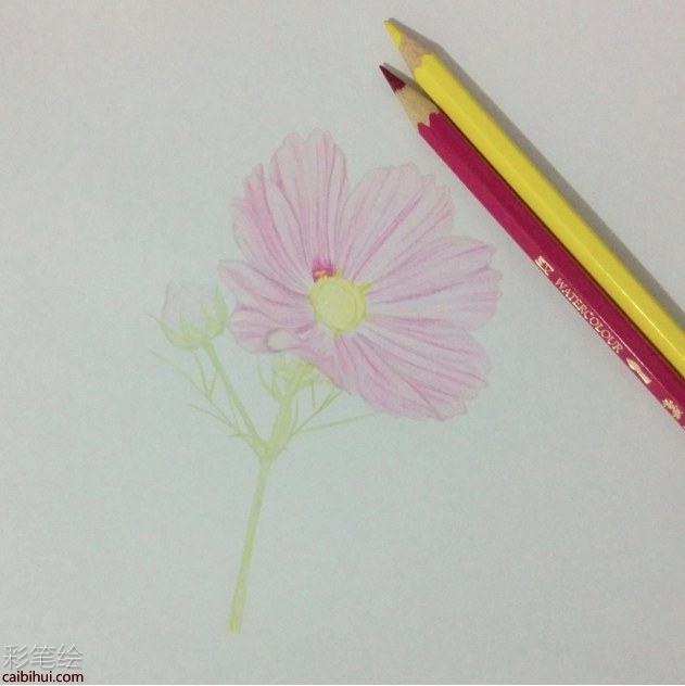 彩铅画格桑花