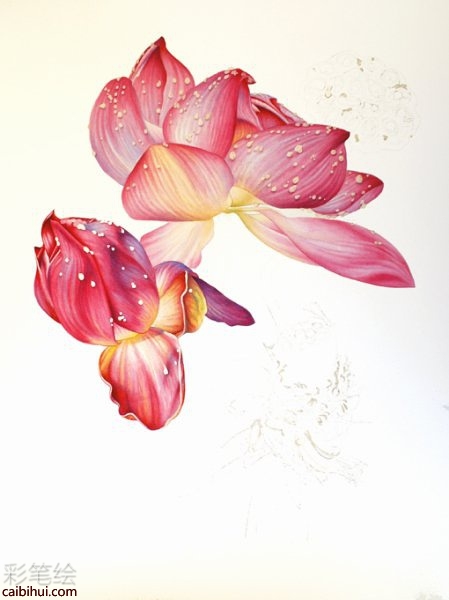 彩铅画荷花