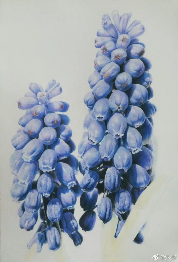 彩铅画葡萄风信子