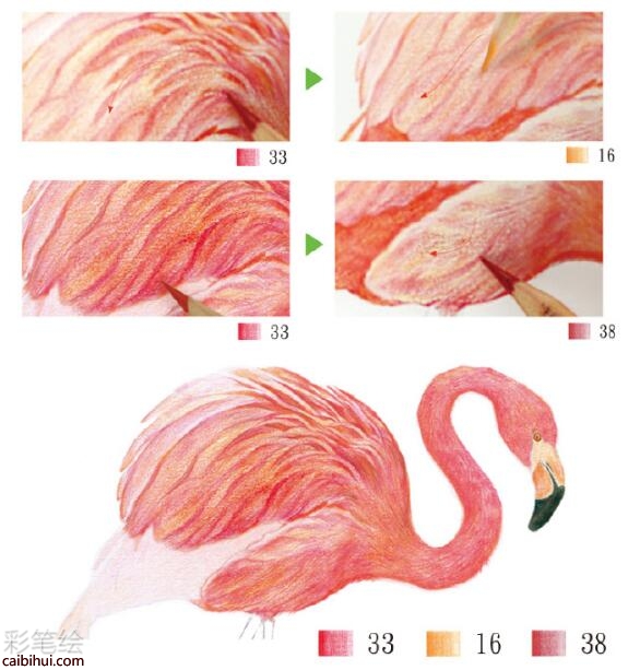 火烈鸟彩铅教程