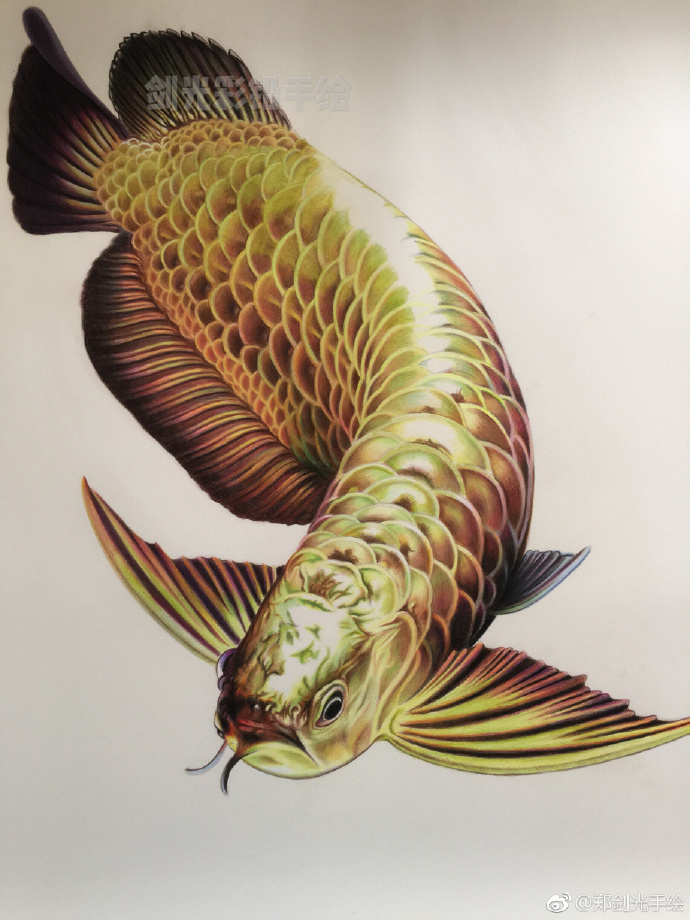 彩铅画金龙鱼.jpg 彩铅画金龙鱼