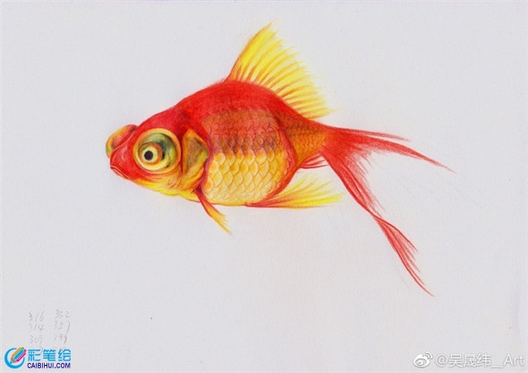 彩铅画动物：金鱼的彩铅画教程