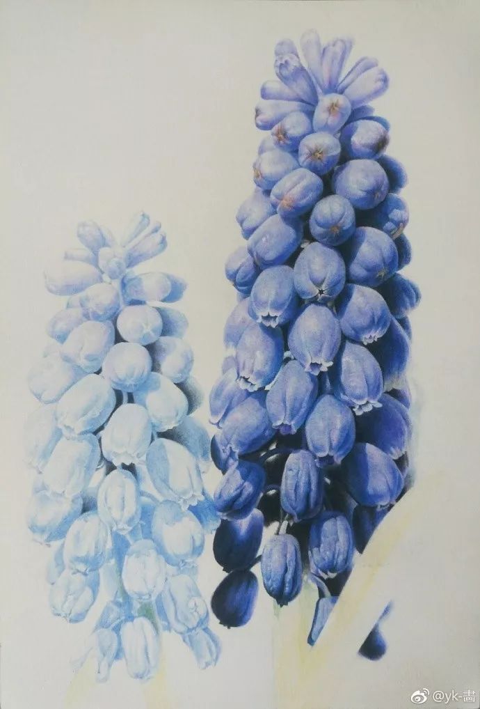 彩铅画葡萄风信子