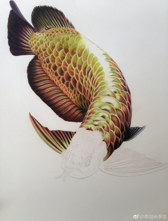 彩铅画金龙鱼.jpg 彩铅画金龙鱼