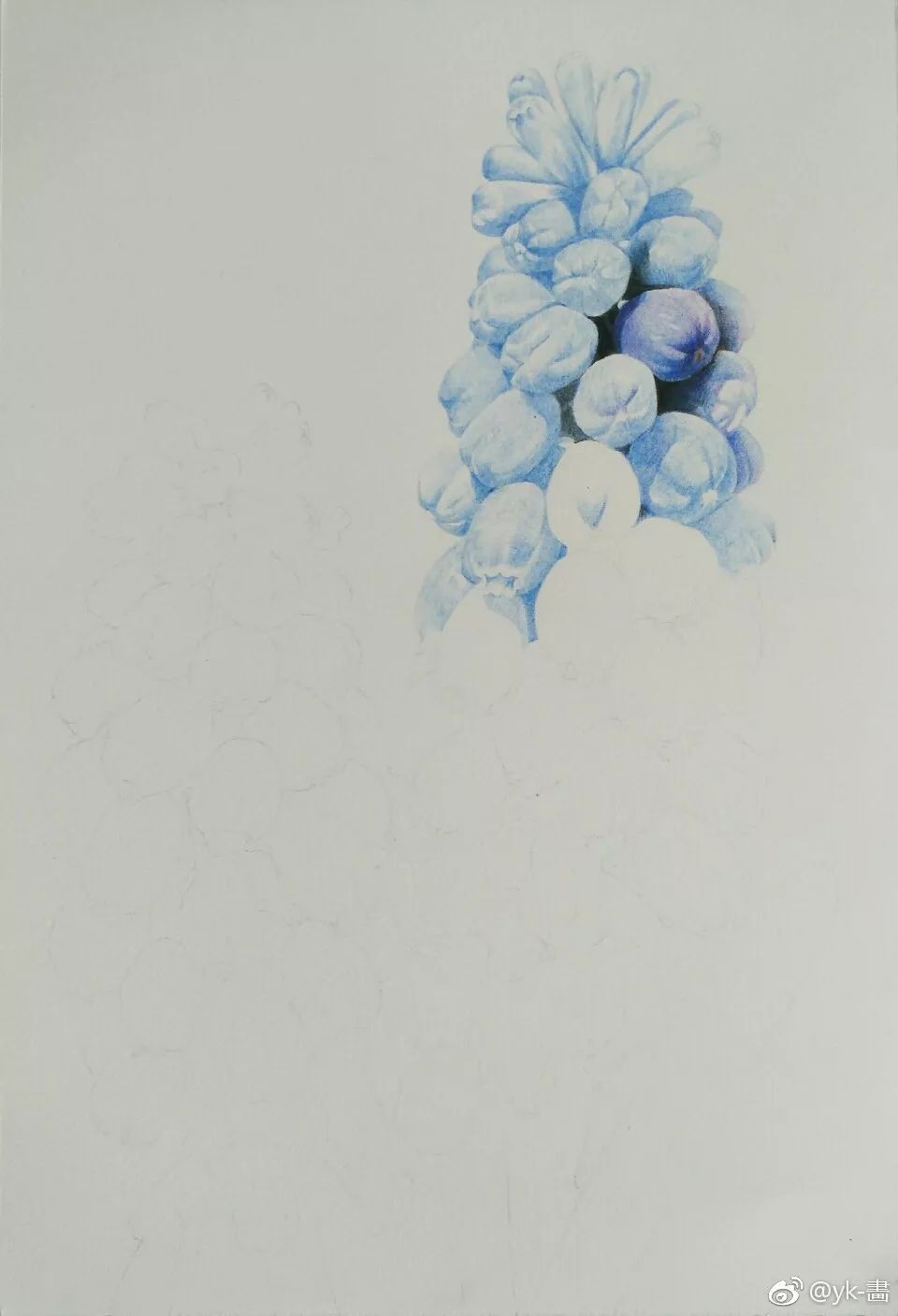 彩铅画葡萄风信子