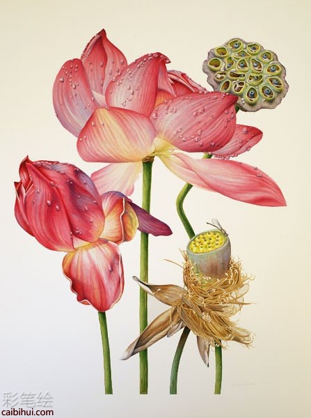 彩铅画荷花