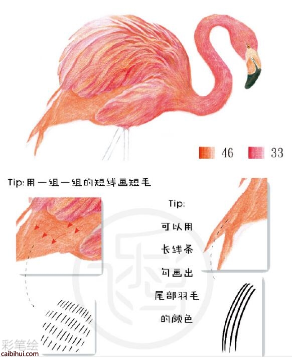 火烈鸟彩铅教程