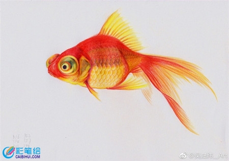 彩铅画动物：金鱼的彩铅画教程