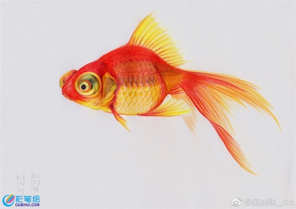彩铅画动物：金鱼的彩铅画教程
