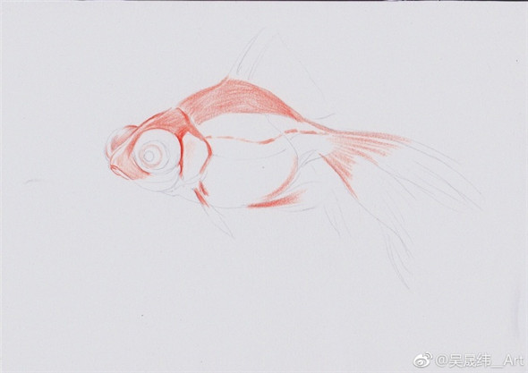 彩铅画动物：金鱼的彩铅画教程