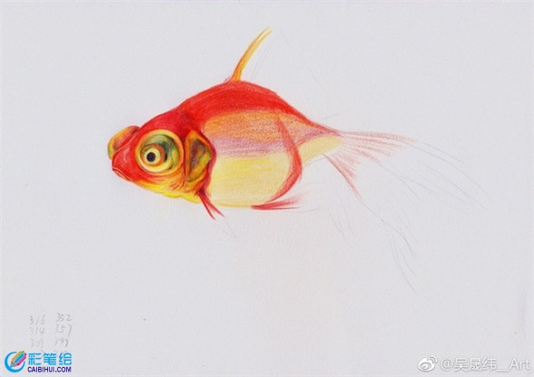 彩铅画动物：金鱼的彩铅画教程