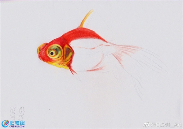 彩铅画动物：金鱼的彩铅画教程