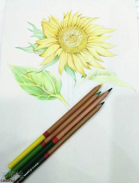 向日葵彩铅画教程 向日葵彩铅画教程