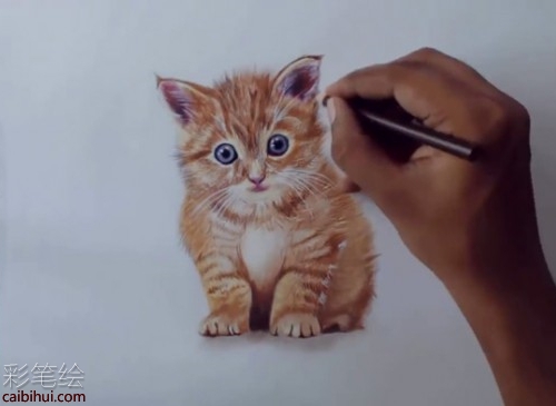 橘猫彩铅画步骤教程