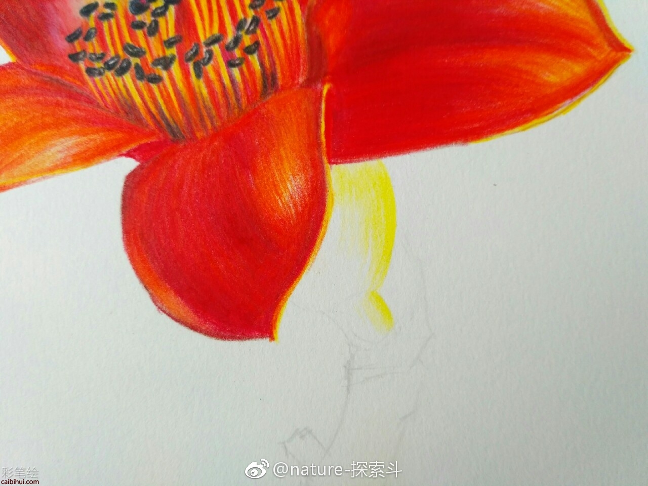 彩铅画木棉花教程