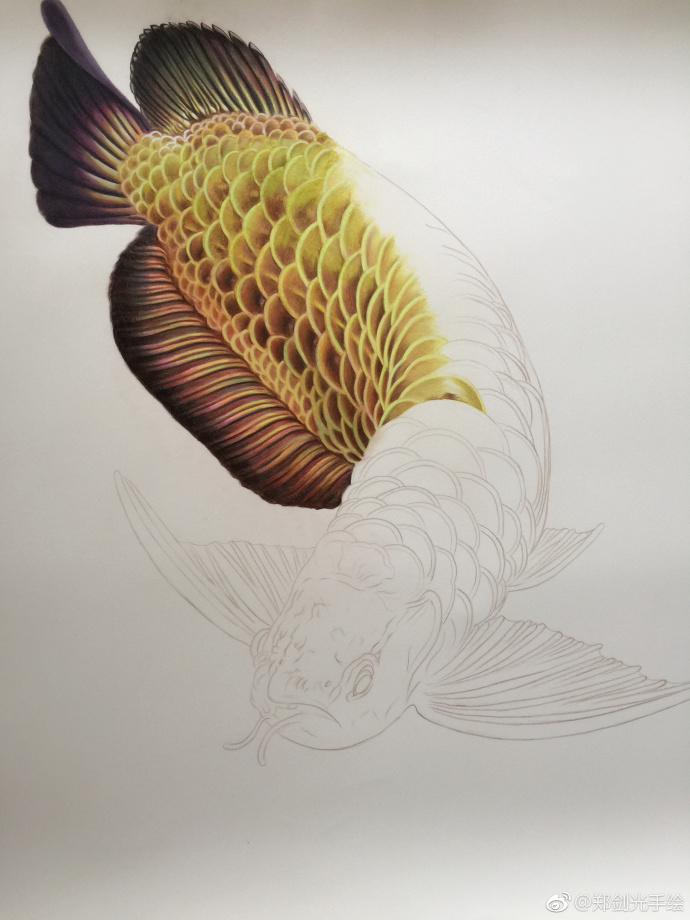 彩铅画金龙鱼.jpg 彩铅画金龙鱼