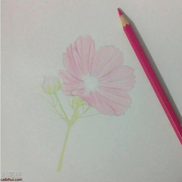 彩铅画格桑花