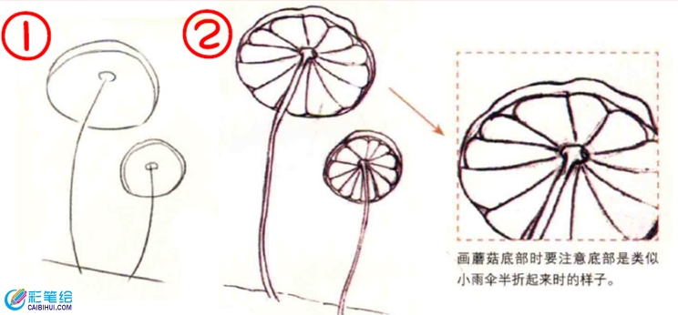 彩铅画蘑菇教程