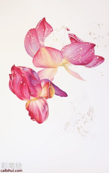 彩铅画荷花