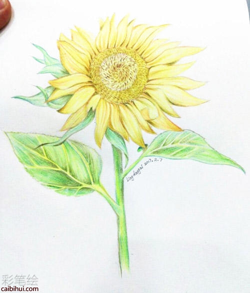 向日葵彩铅画教程 向日葵彩铅画教程
